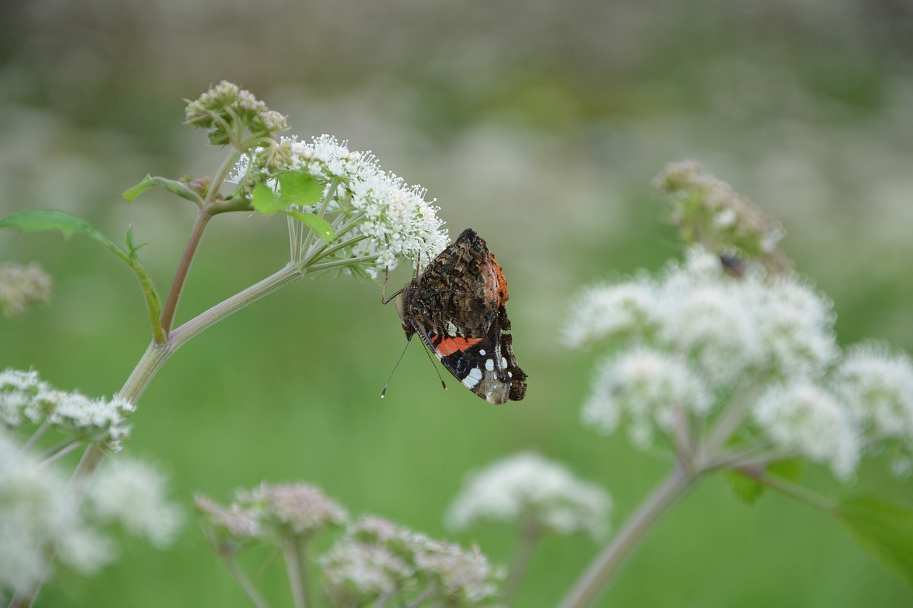 butterfly flower forage free photo