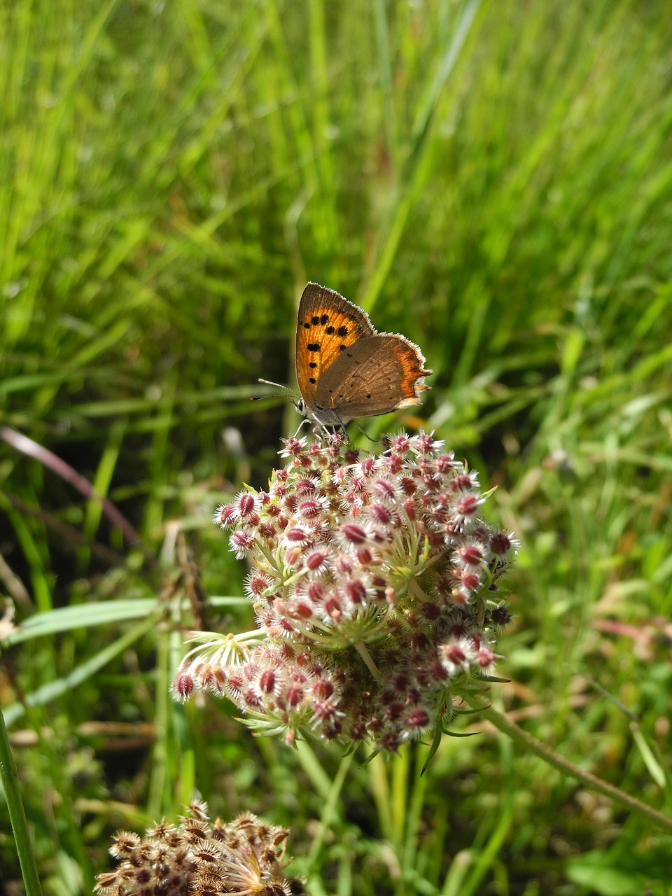 butterfly flower fauna free photo