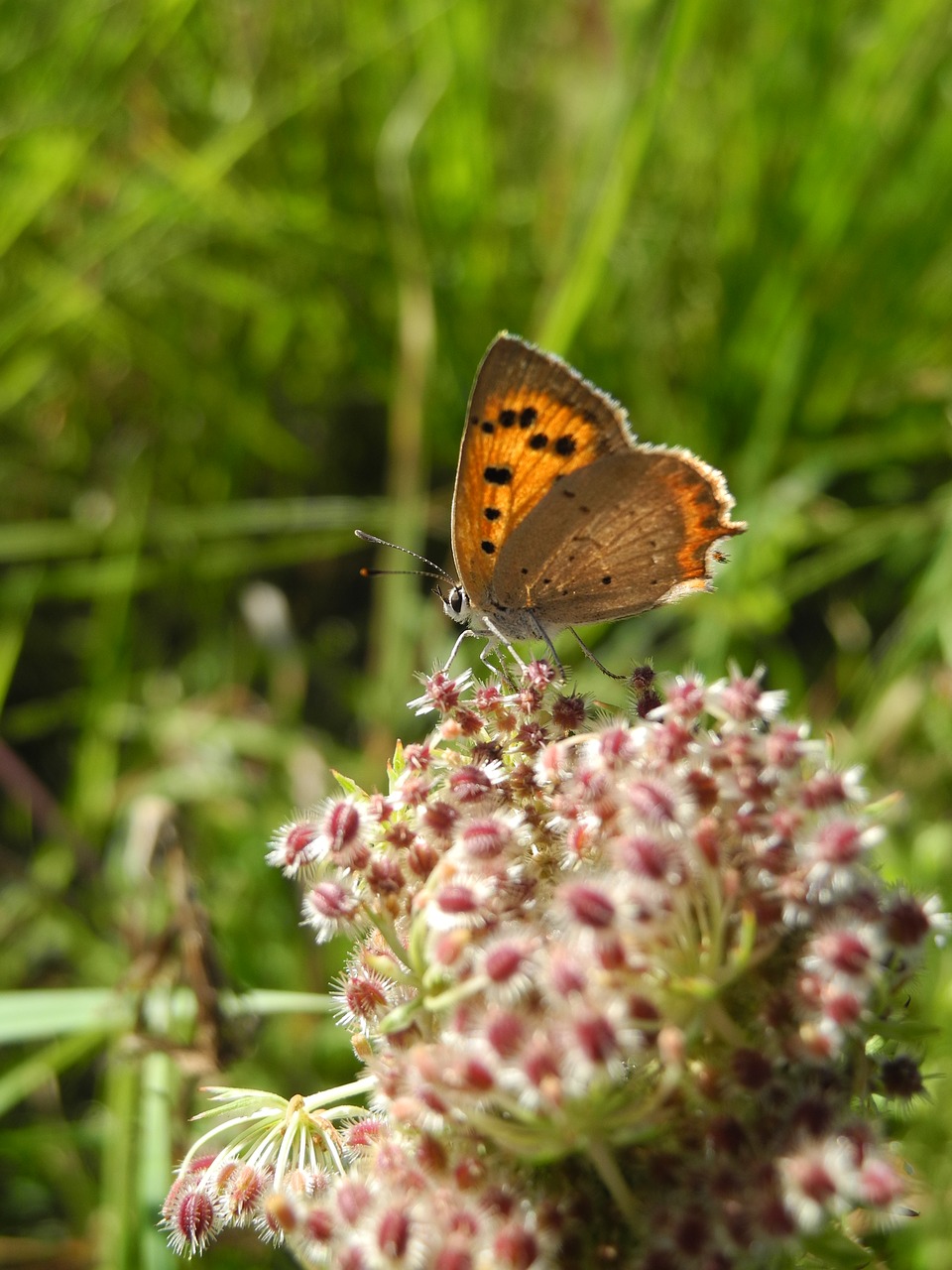 butterfly flower fauna free photo