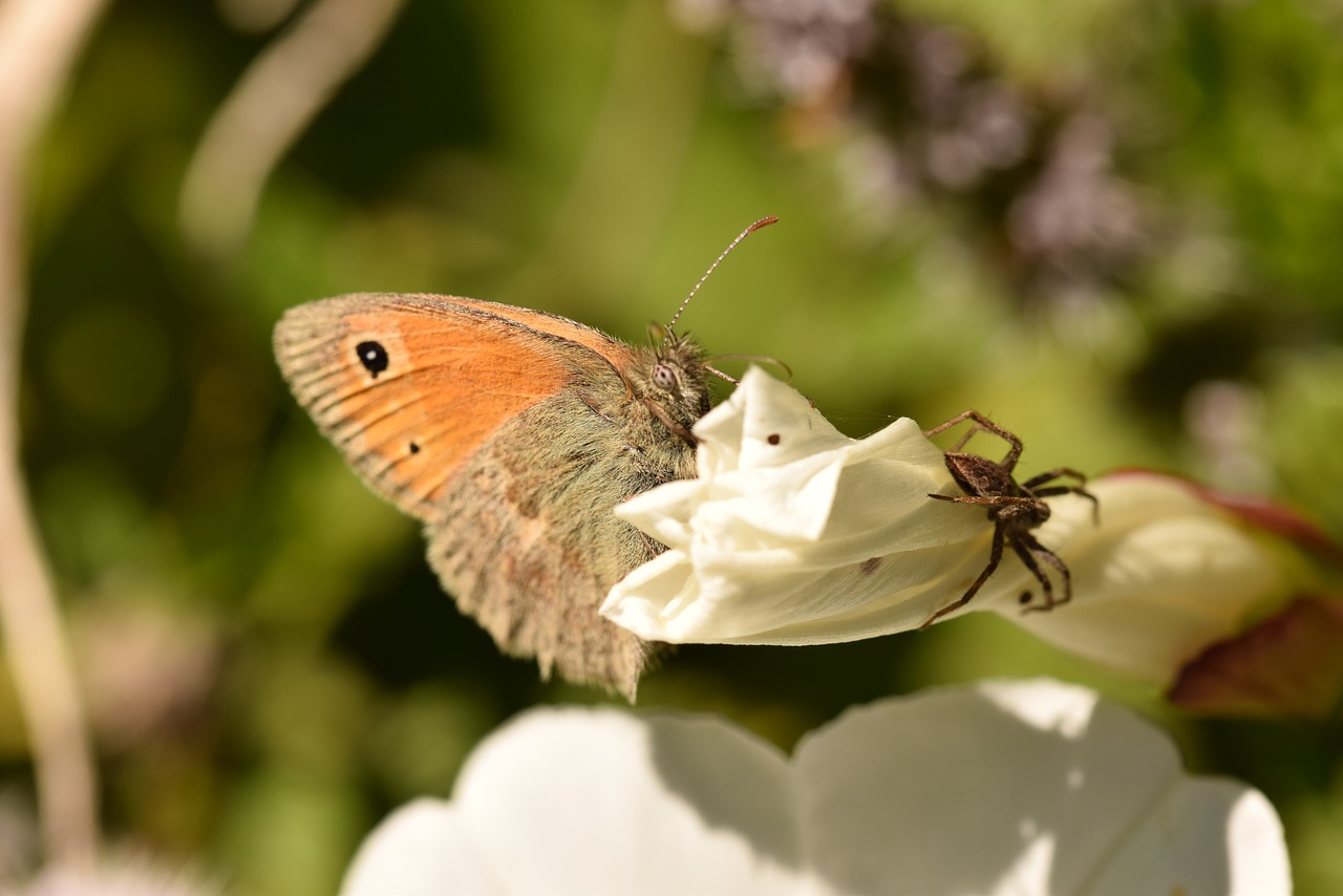 butterfly flower spider free photo