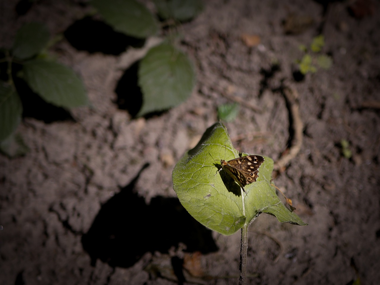 butterfly insect close free photo