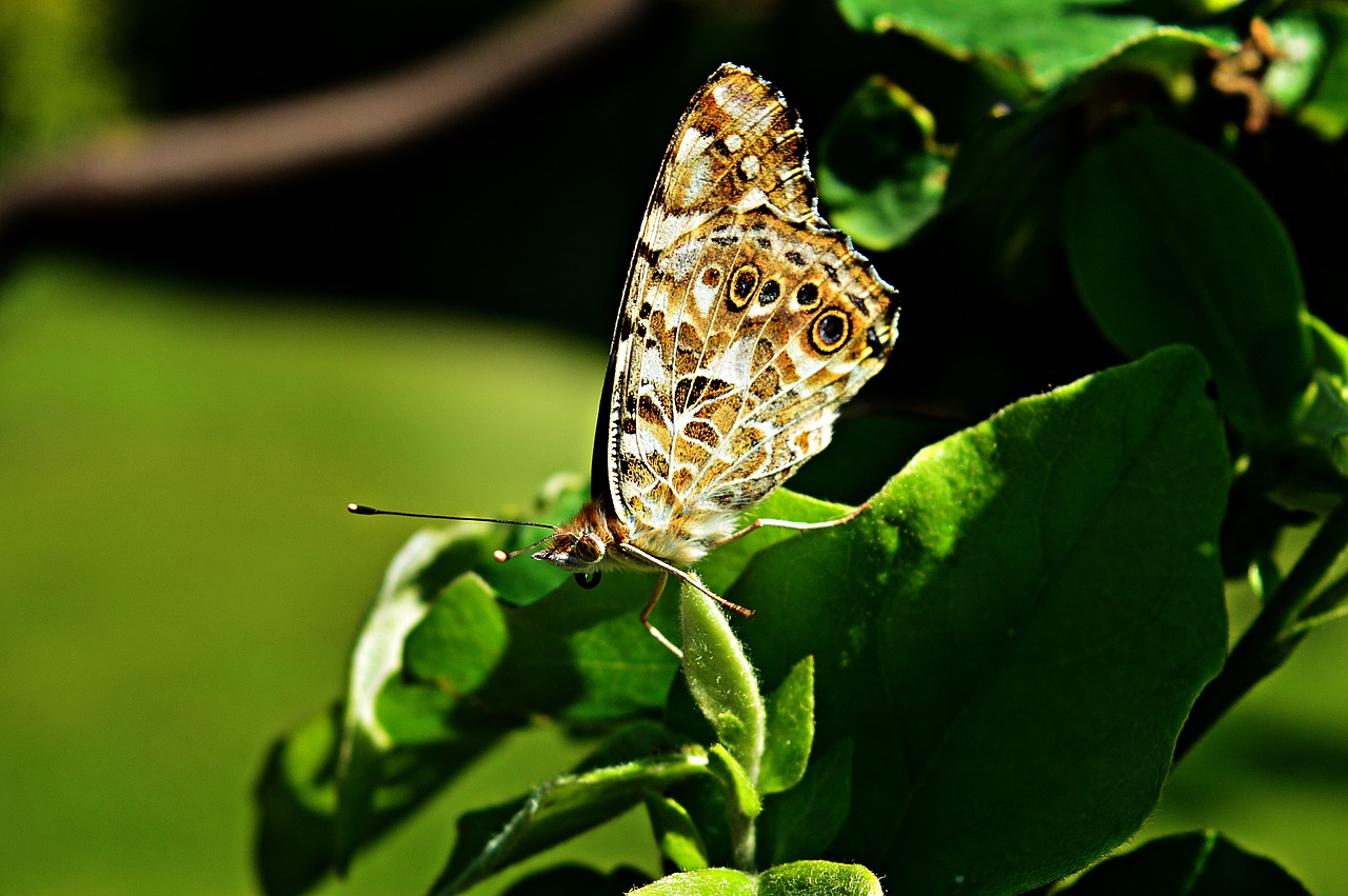 butterfly nature insect free photo