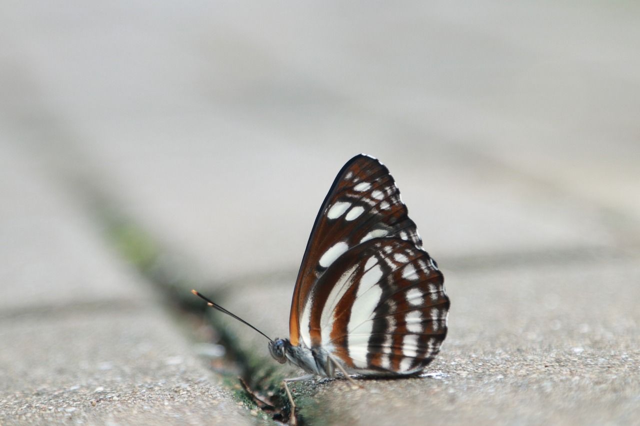 butterfly flying ghost tiger free photo