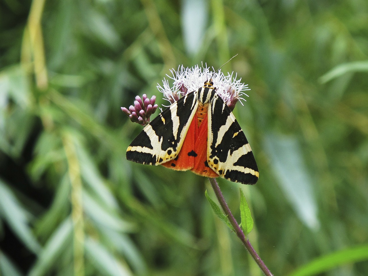 butterfly red black free photo