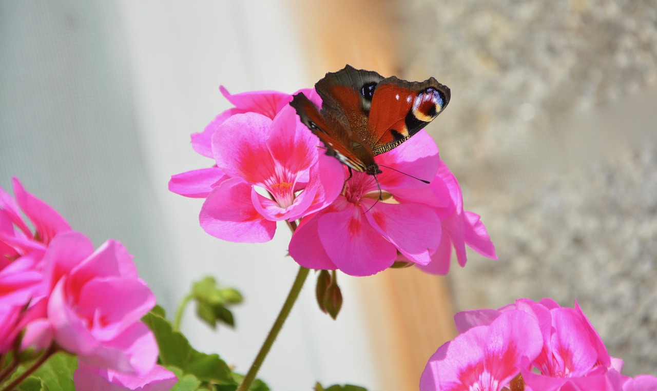 butterfly ask forage free photo