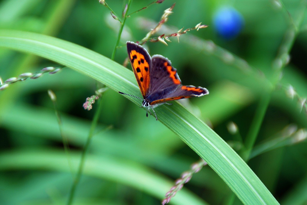 butterfly insect bug free photo