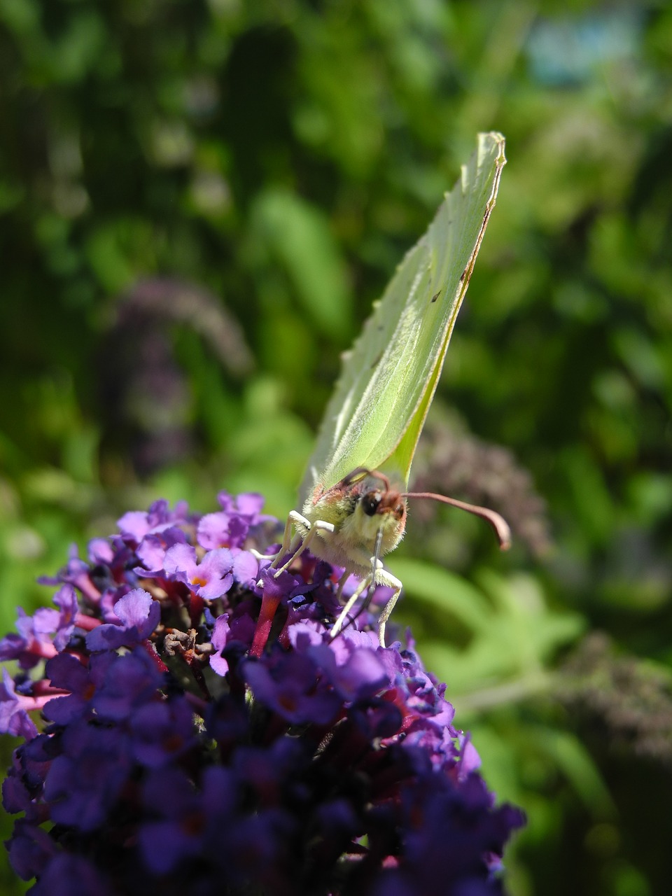 butterfly lilac purple macro free photo