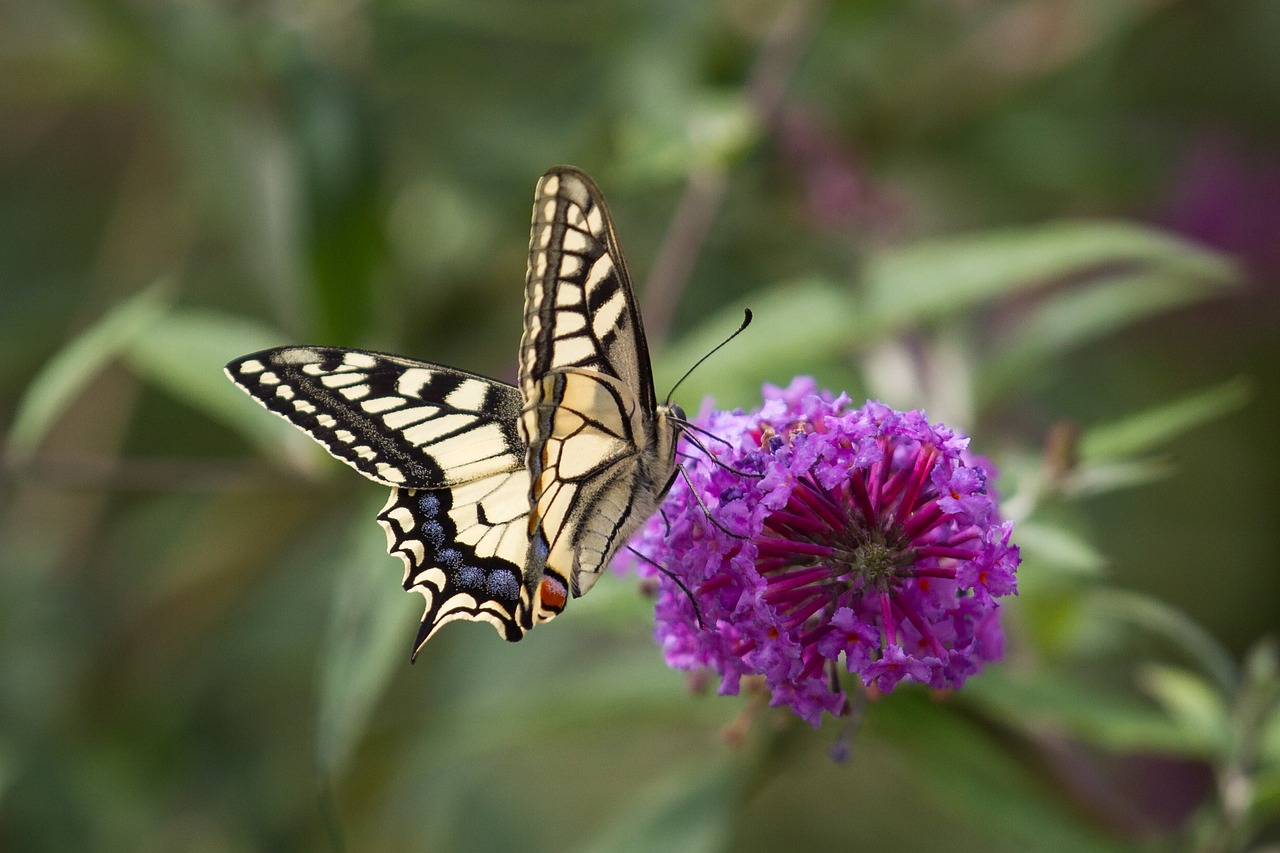 butterfly dovetail swallowtail butterfly free photo