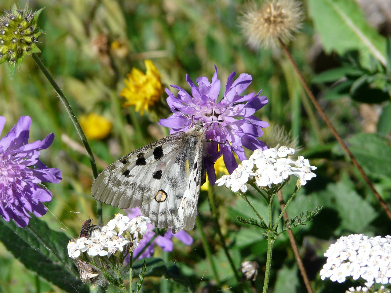 butterfly flowers plant free photo