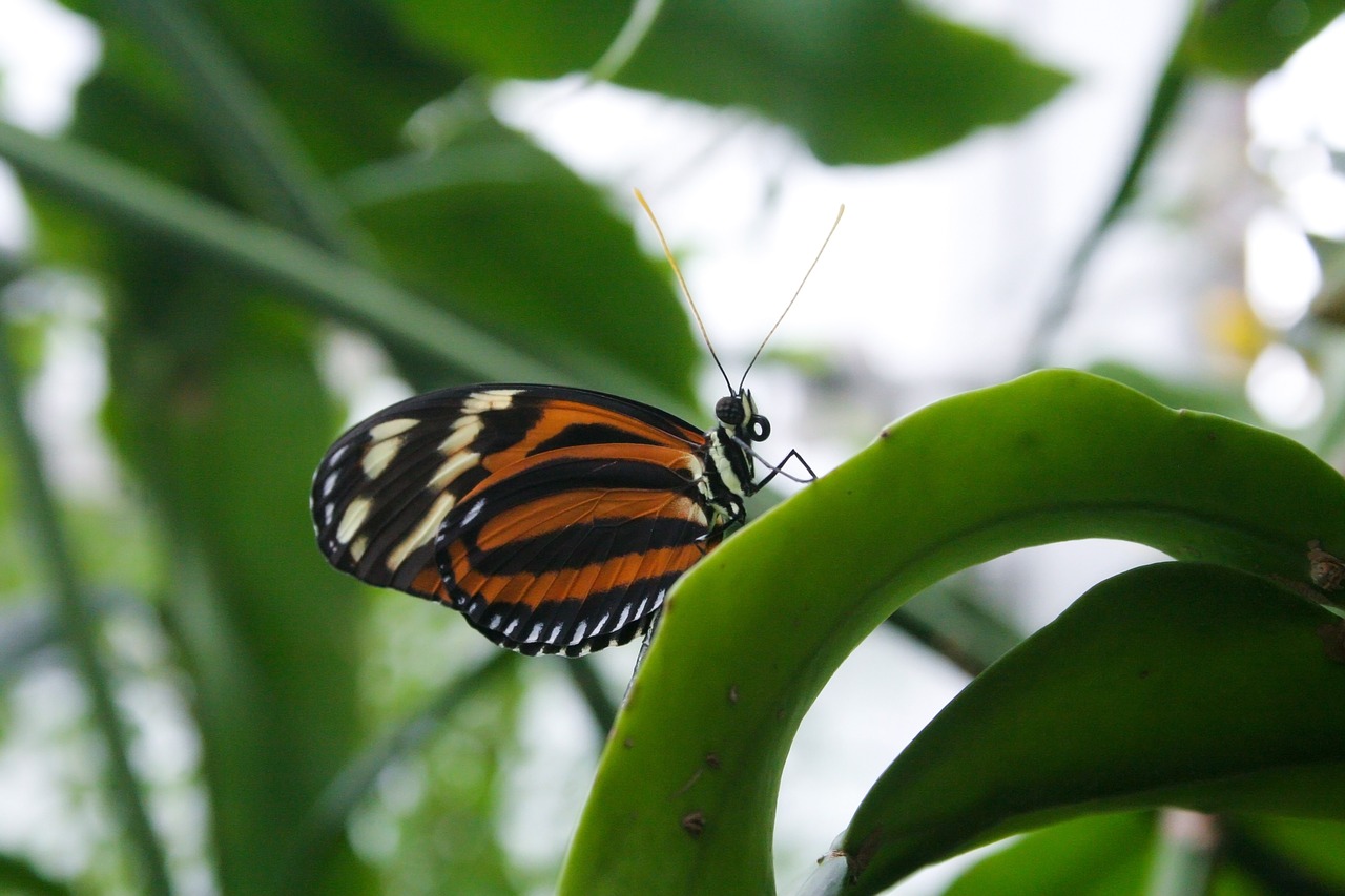 butterfly insect wing free photo