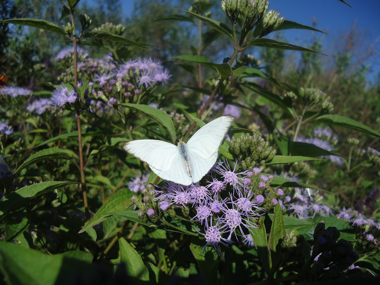 butterfly white wings hostal free photo