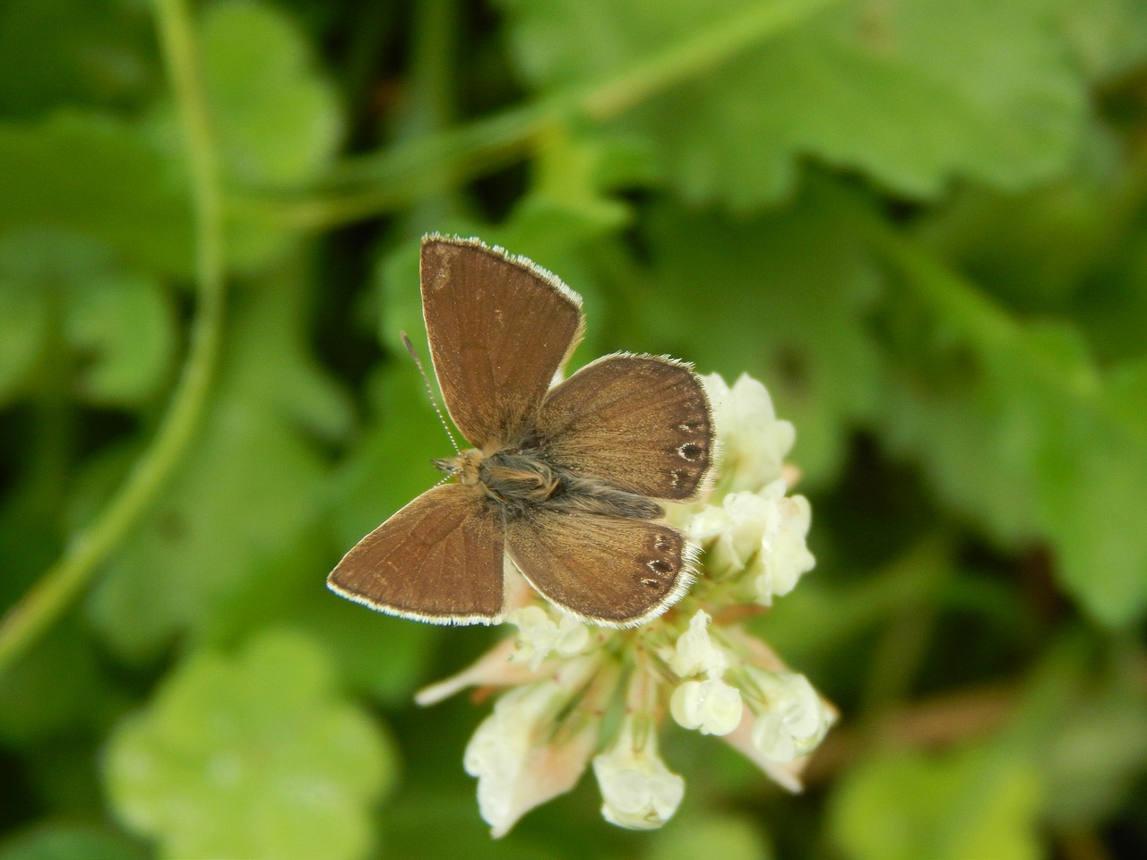 butterfly brown wings free photo