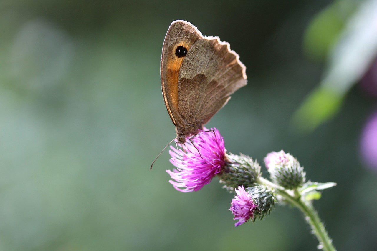 butterfly summer close free photo