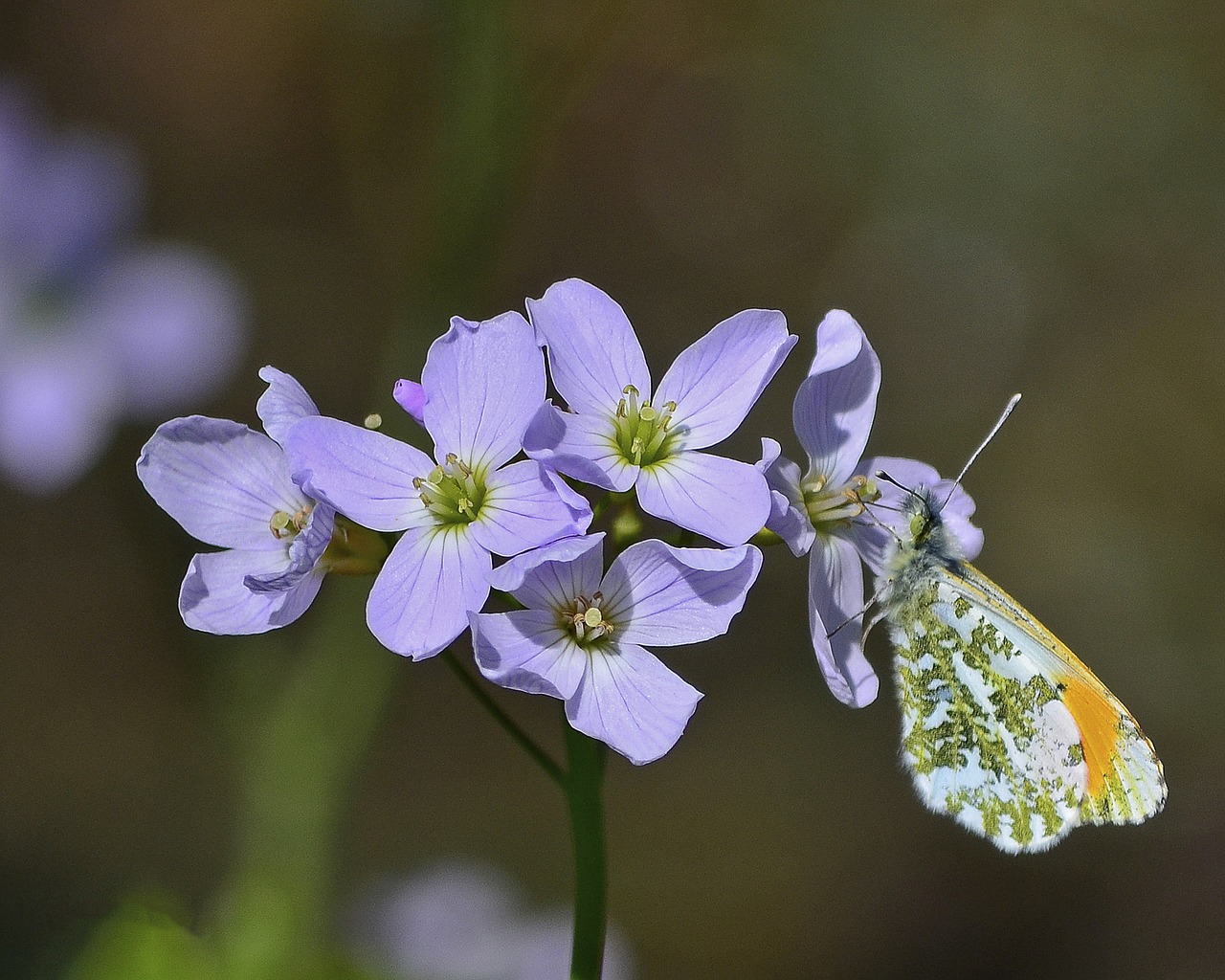 butterfly orange tip free photo