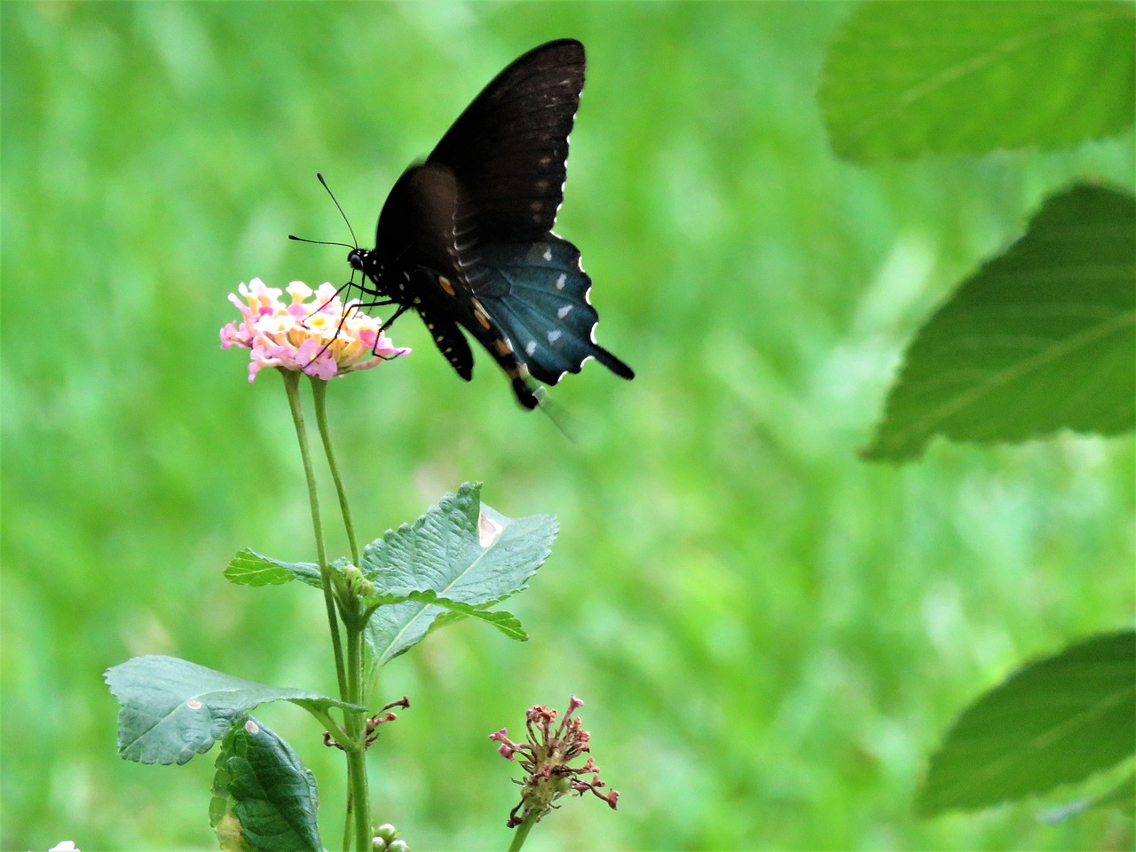 butterfly black flower free photo