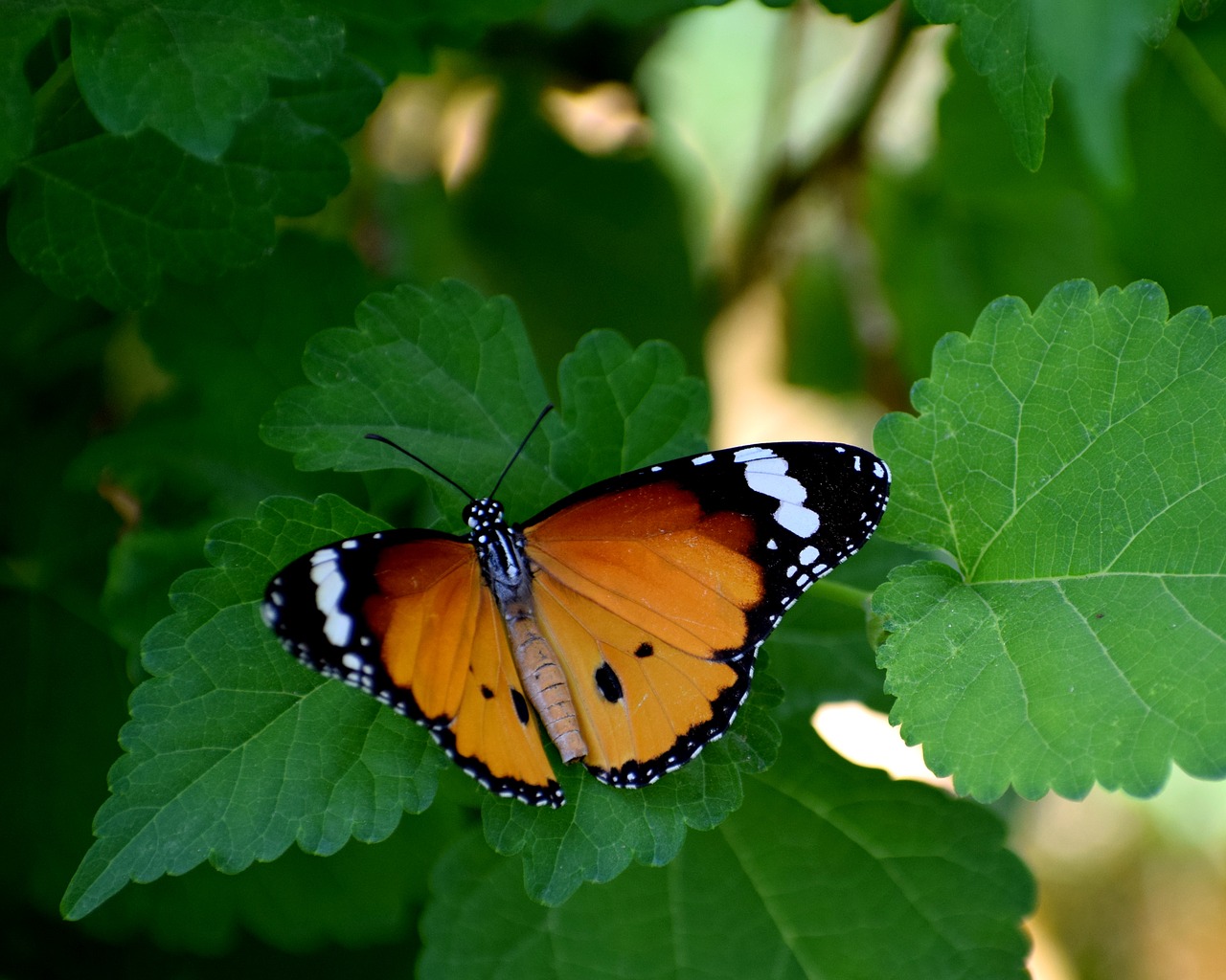 butterfly flower spring free photo