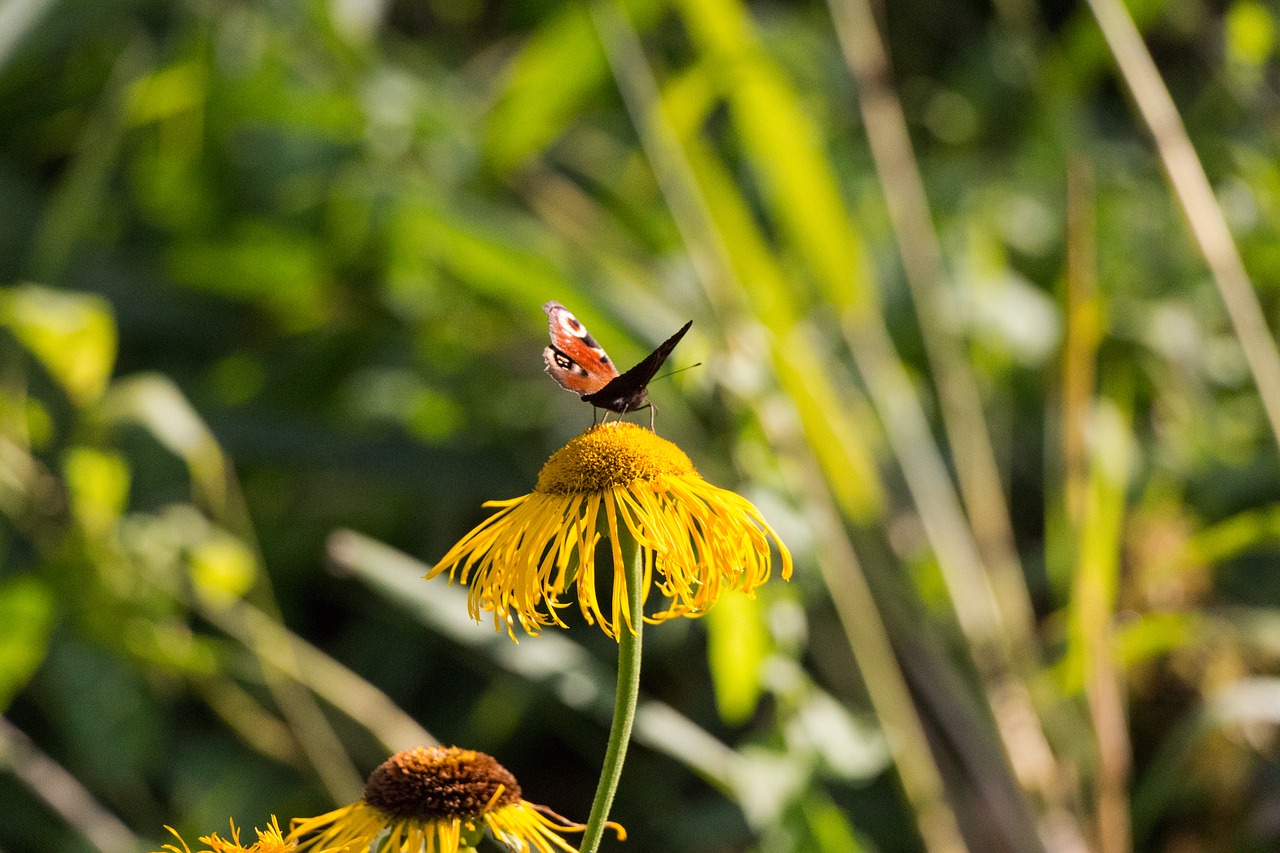 butterfly flower floral ornament free photo