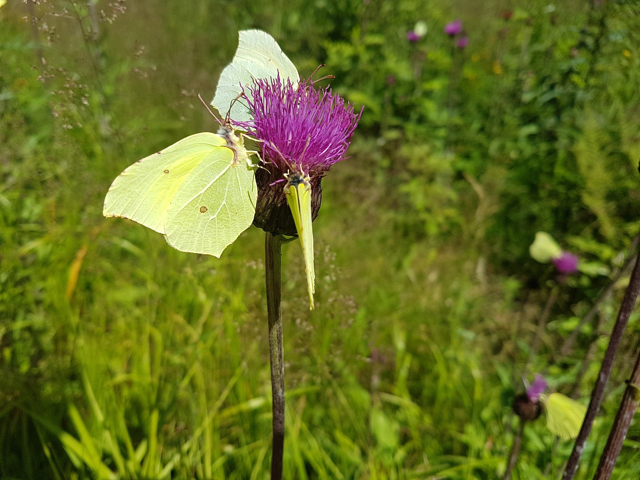 butterfly flower colorful free photo