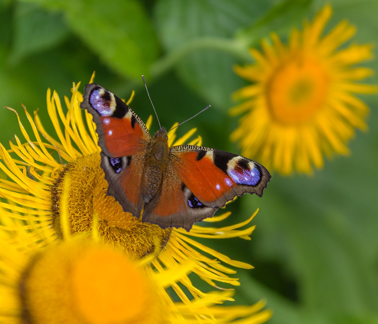 butterfly flowers insects free photo