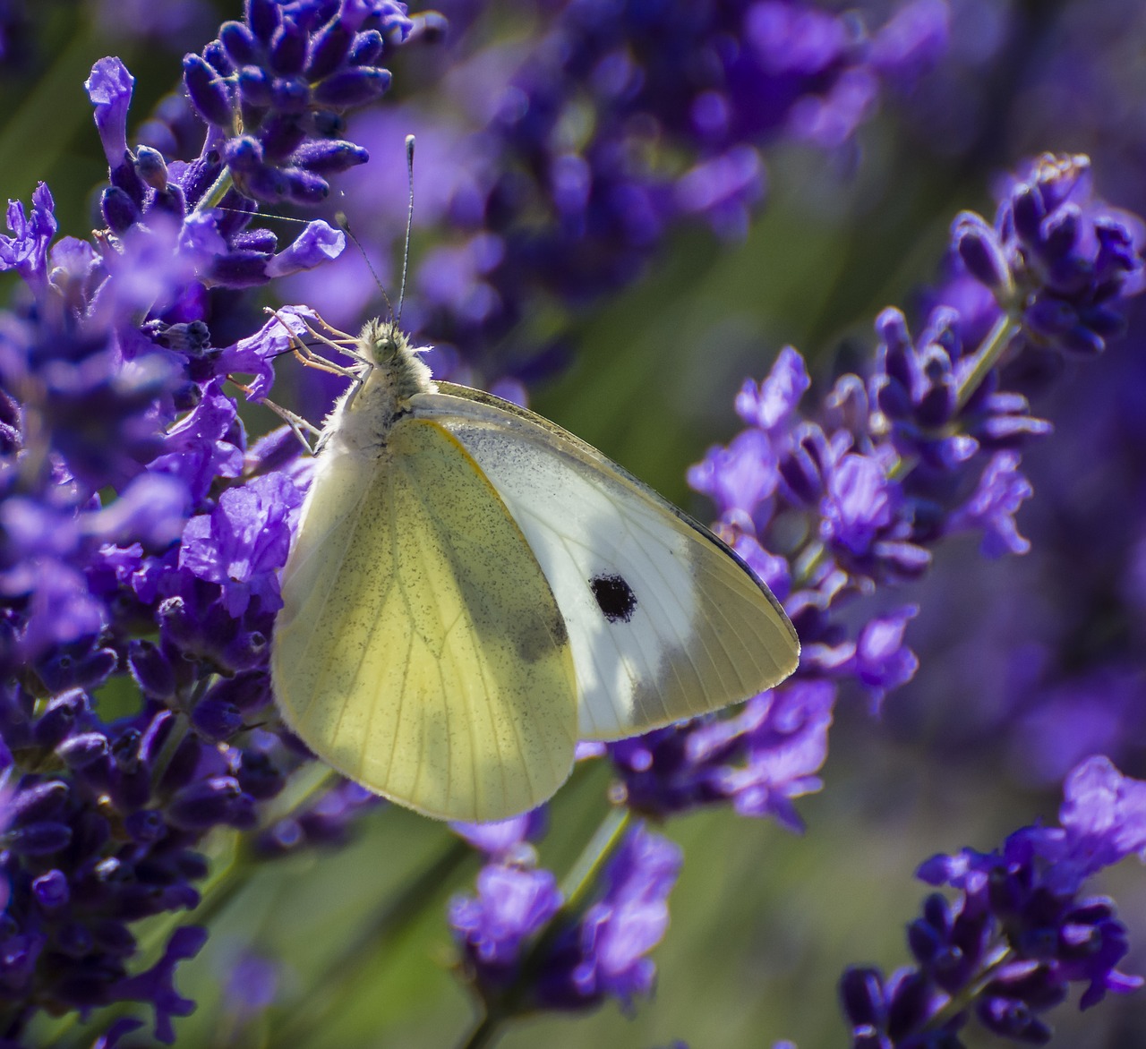 butterfly large white lepidoptera free photo