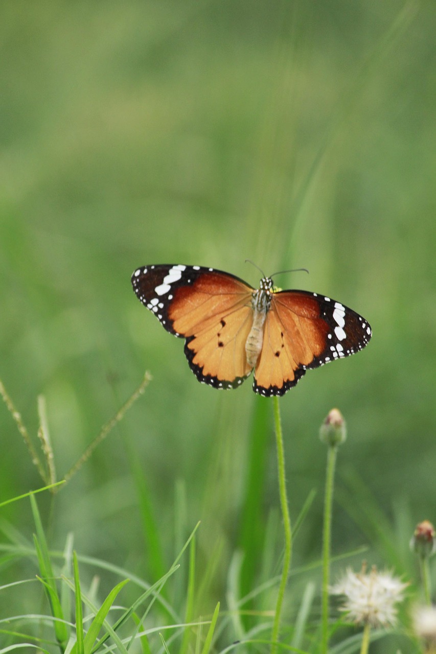 butterfly nature colorful free photo