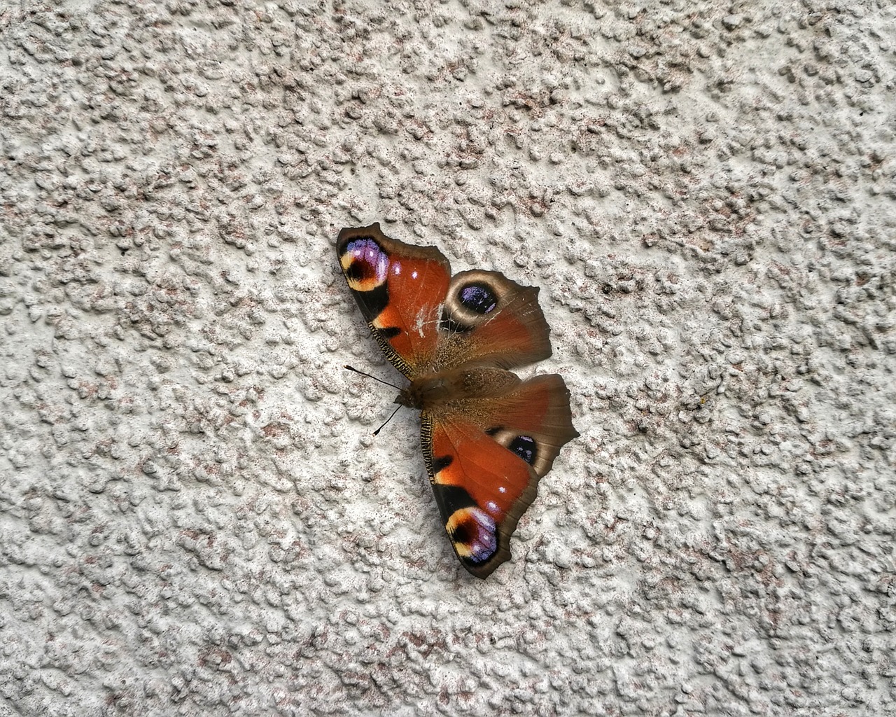 butterfly peacock butterfly insect free photo