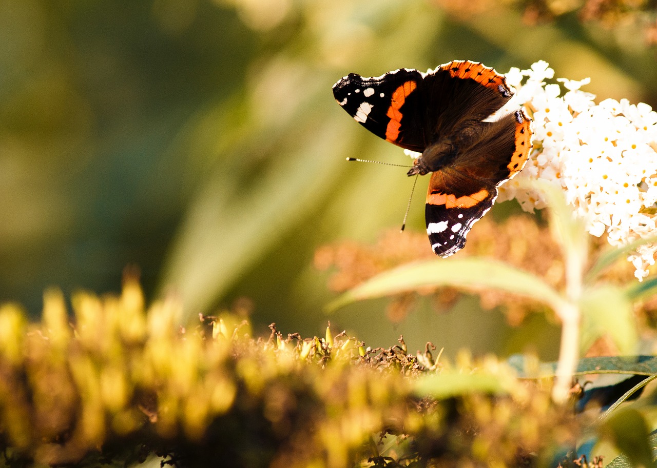 butterfly spring insect free photo