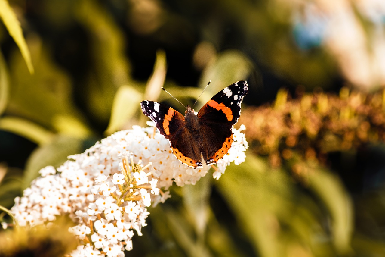 butterfly spring insect free photo