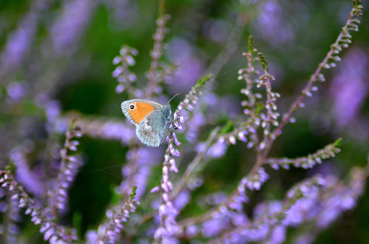 butterfly colorful close free photo