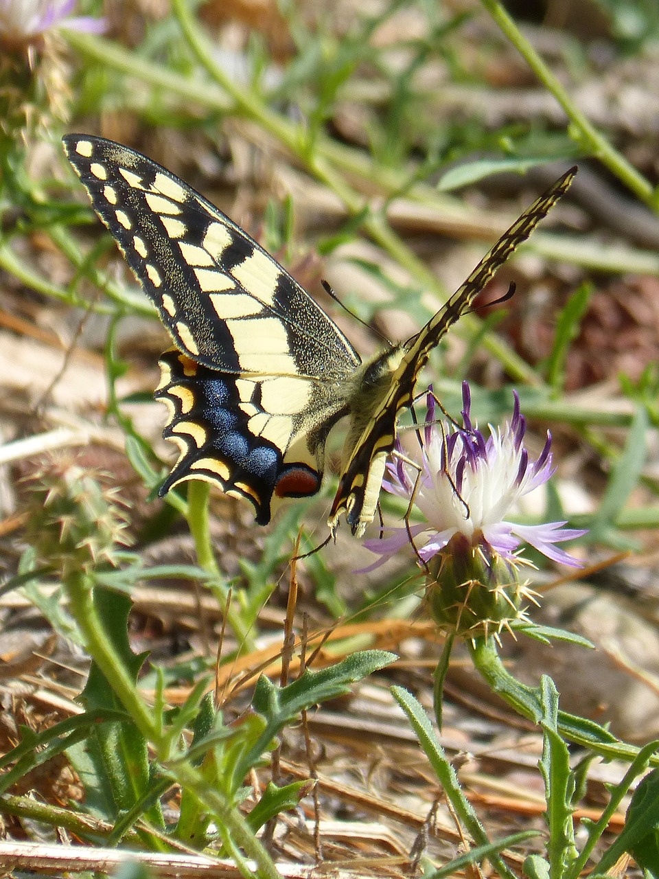 butterfly papilio machaon machaon free photo