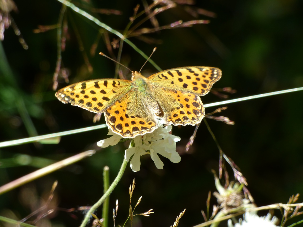 butterfly flower color free photo