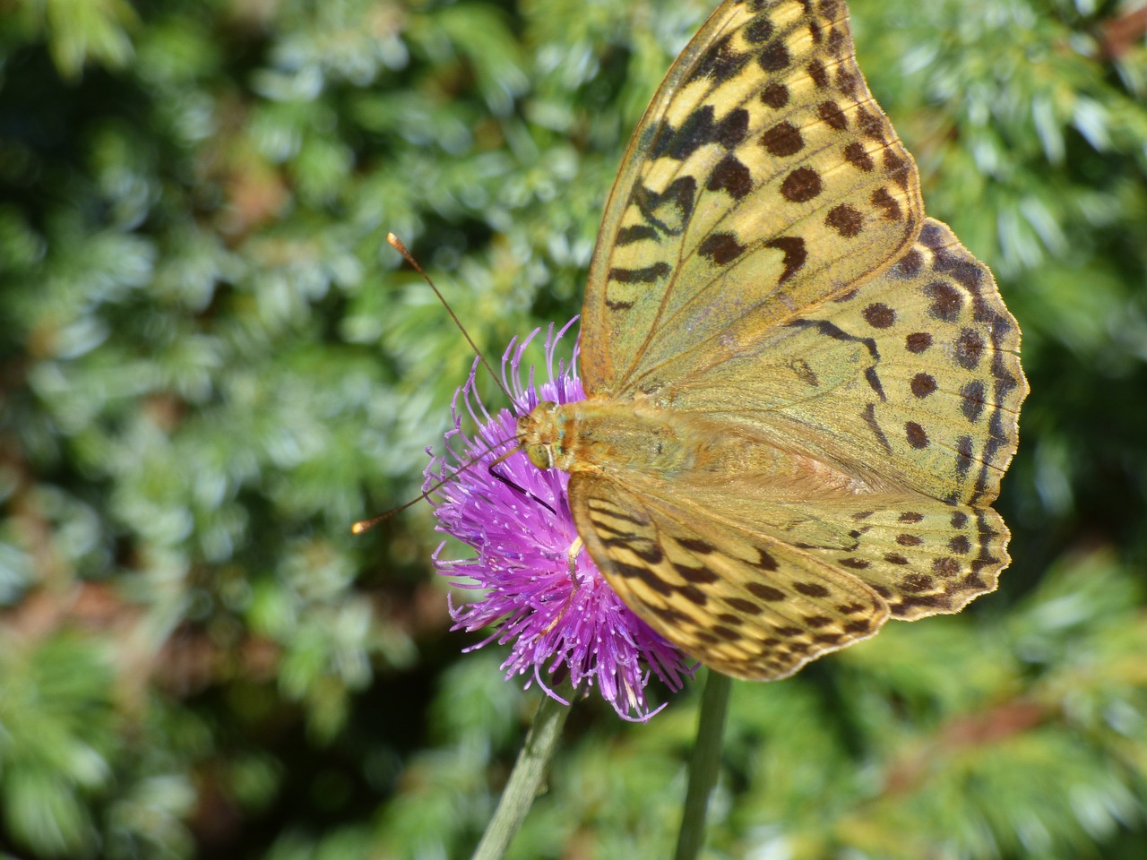 butterfly flower color free photo