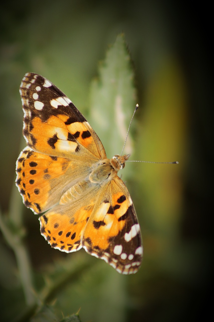 butterfly macro nature free photo