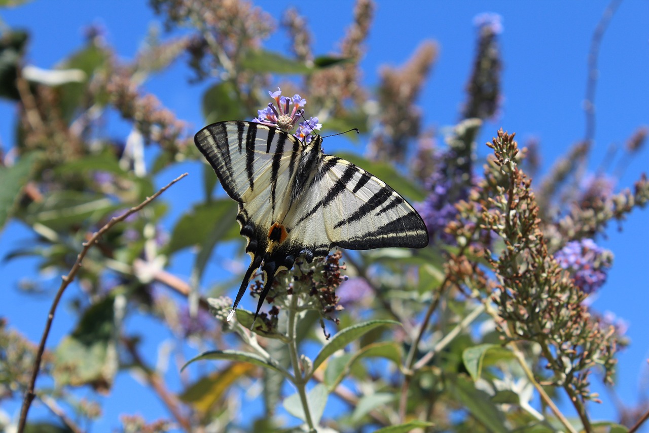 butterfly nature insect free photo