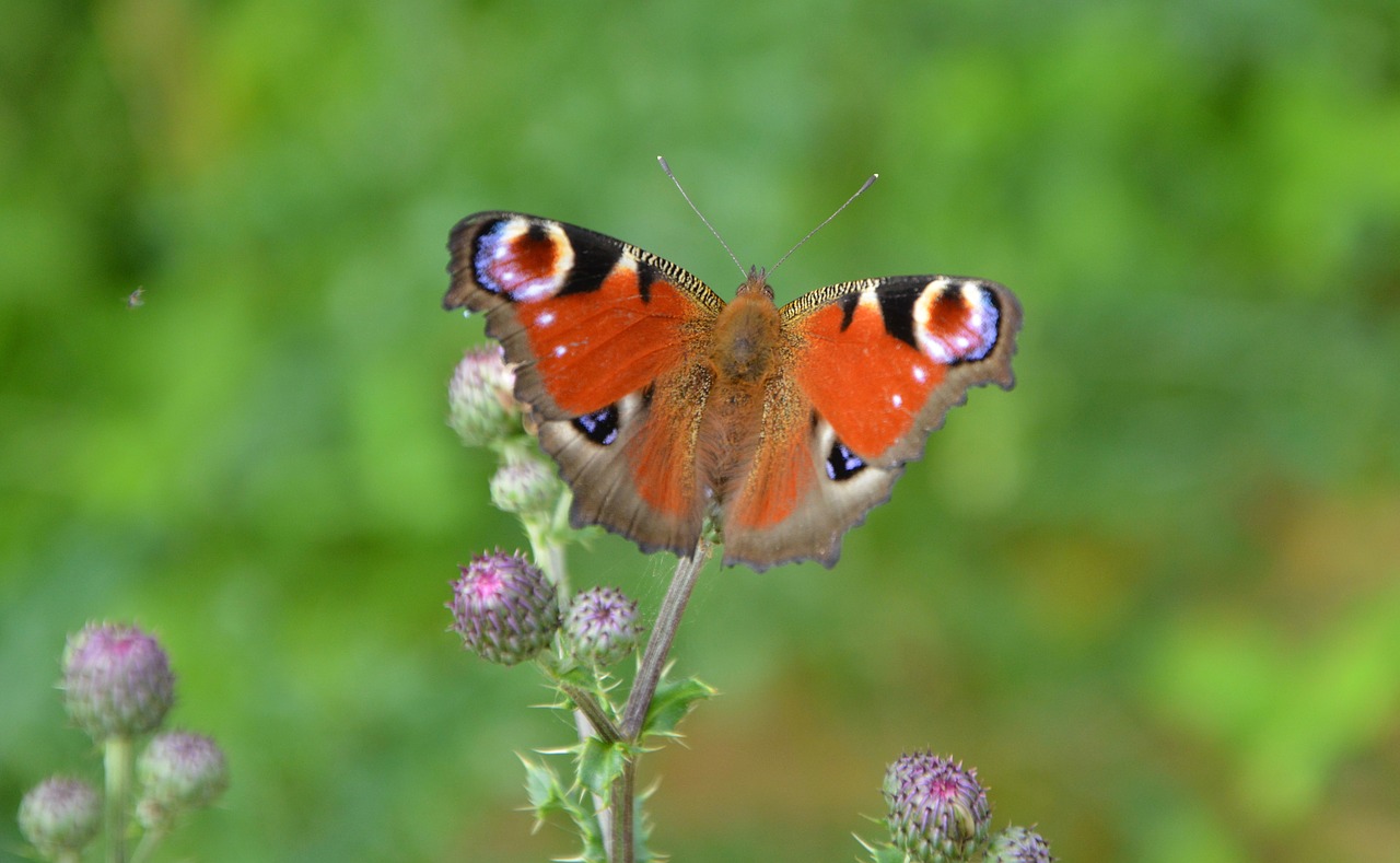 butterfly insect wings free photo