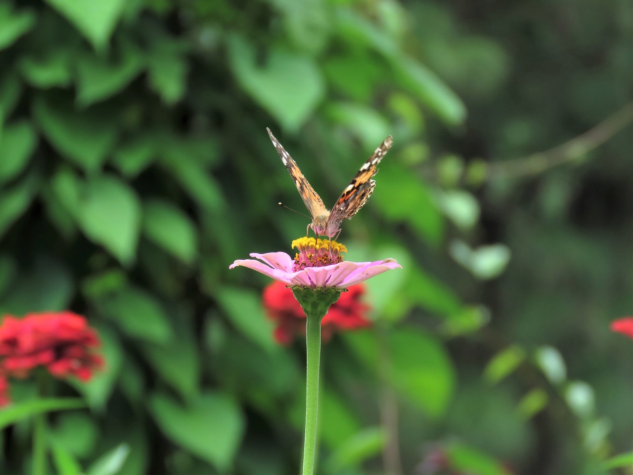 butterfly flower garden tropical butterfly free photo