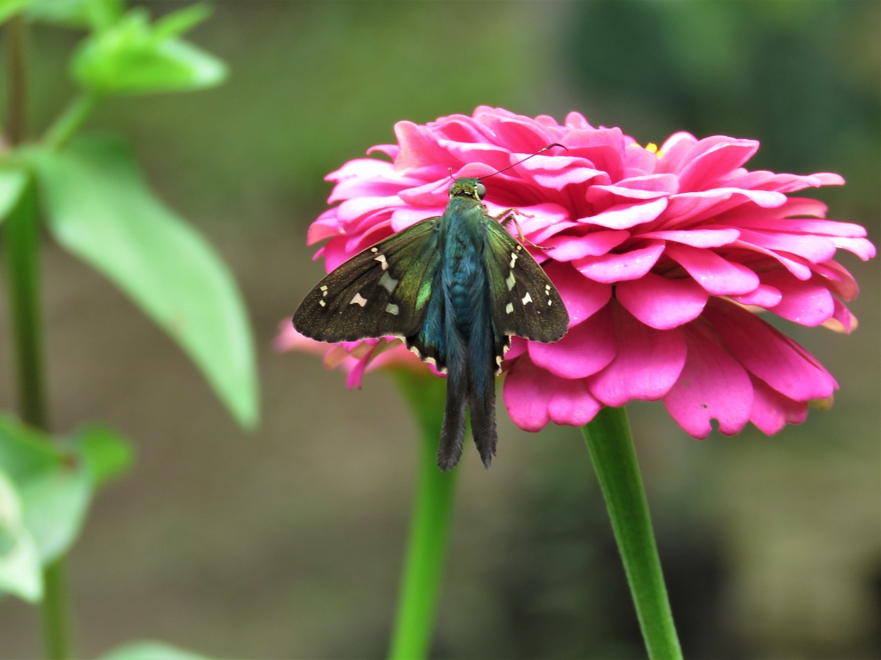 butterfly flower garden tropical butterfly free photo