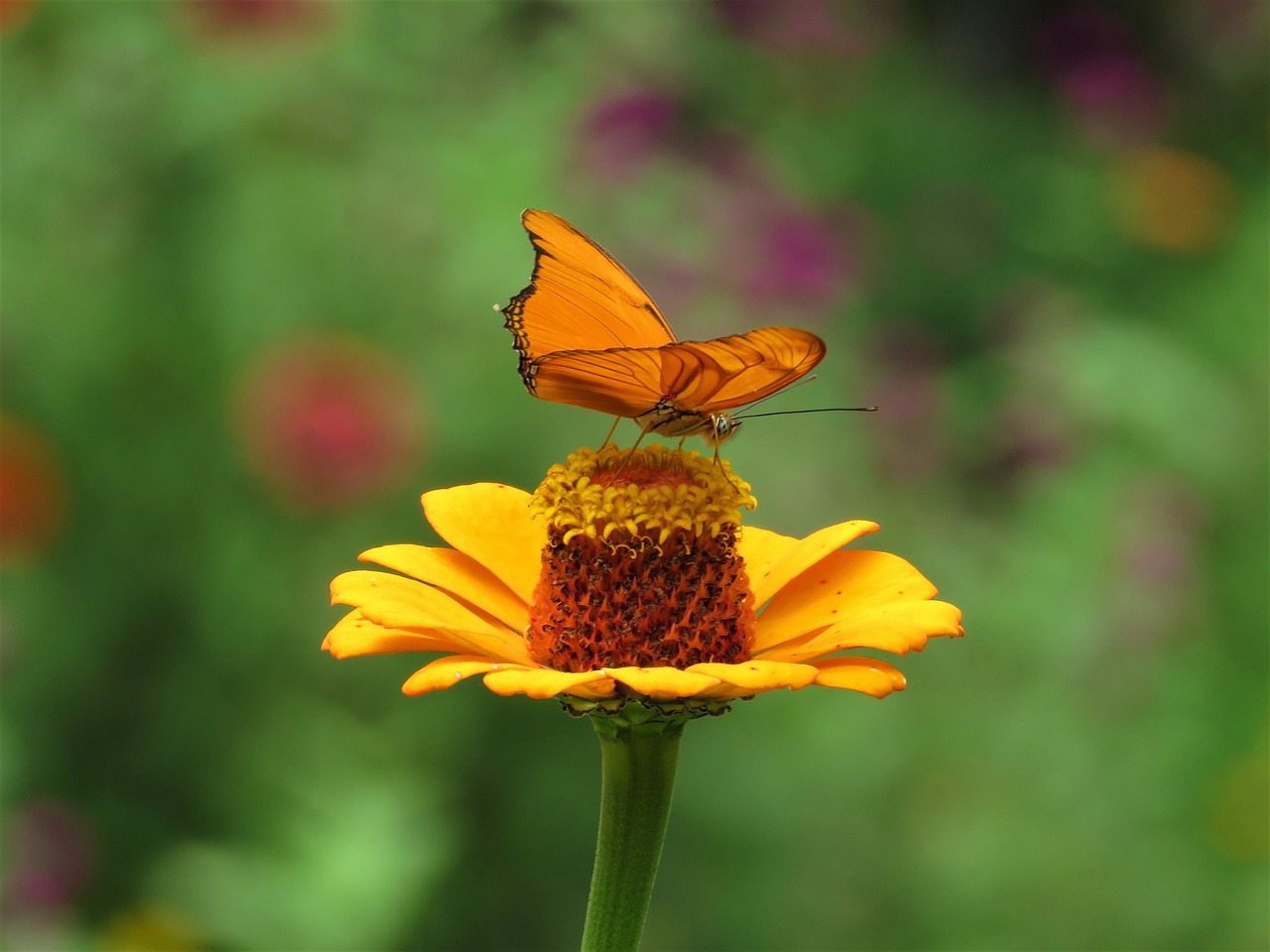 butterfly flower garden tropical butterfly free photo