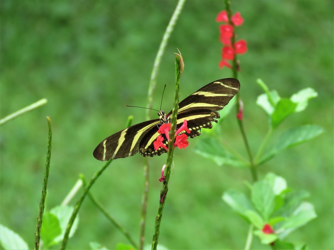 butterfly flower garden tropical butterfly free photo