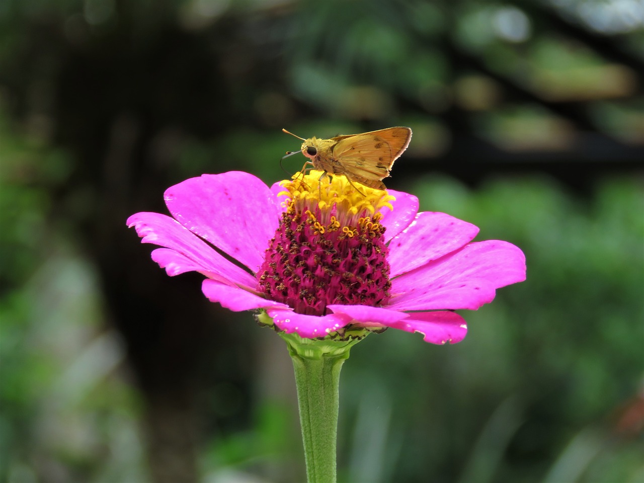 butterfly flower garden tropical butterfly free photo