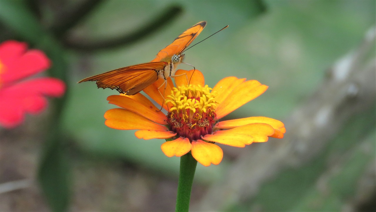 butterfly flower garden tropical butterfly free photo