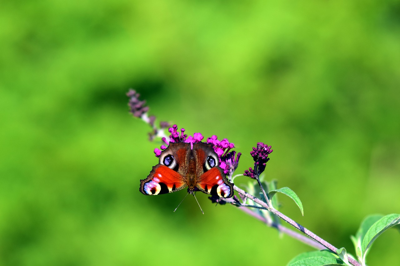 butterfly peacock insect free photo