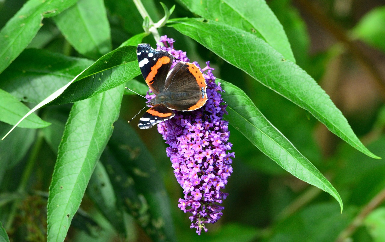 butterfly summer flower free photo