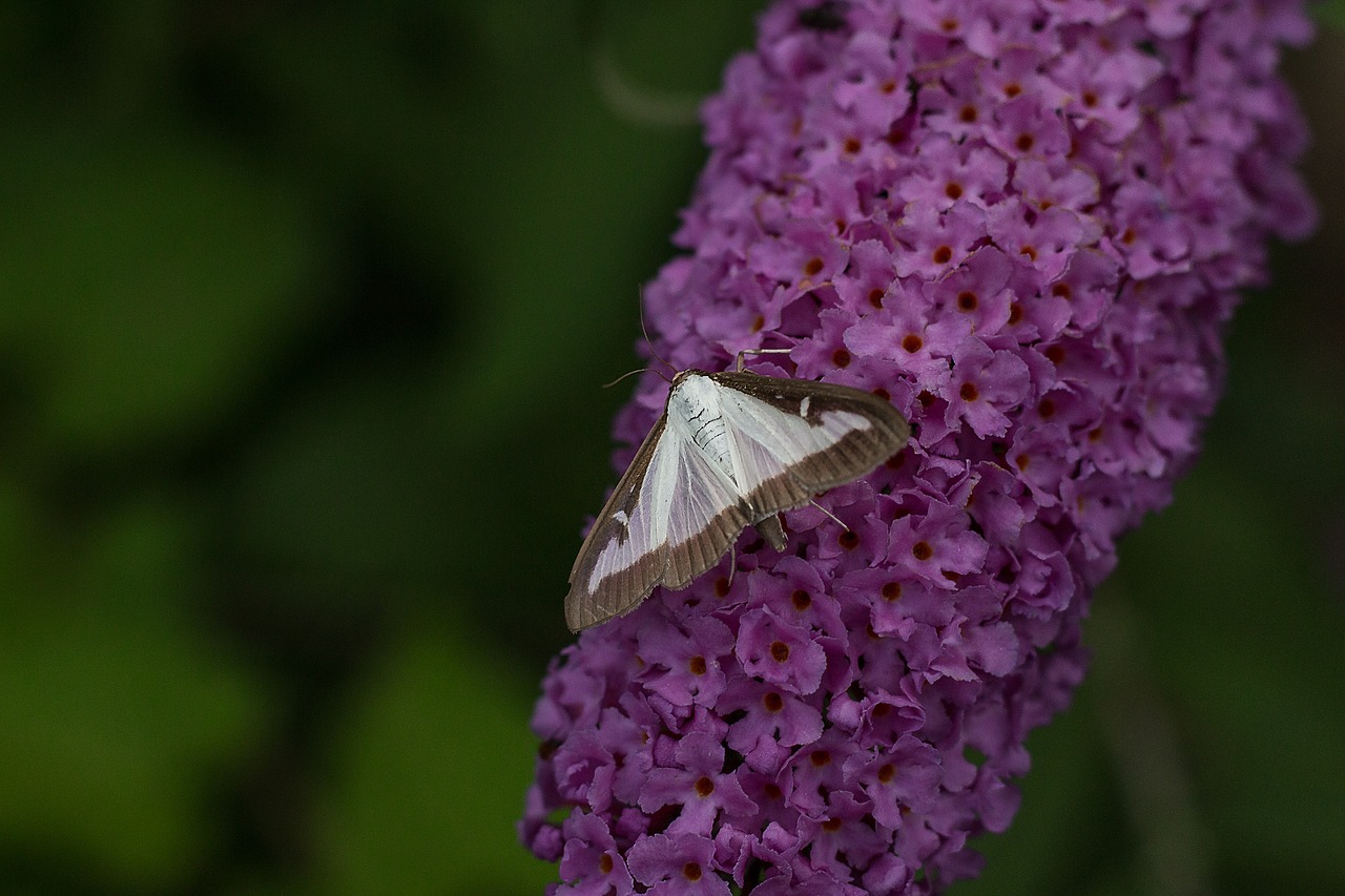 butterfly insect free pictures free photo