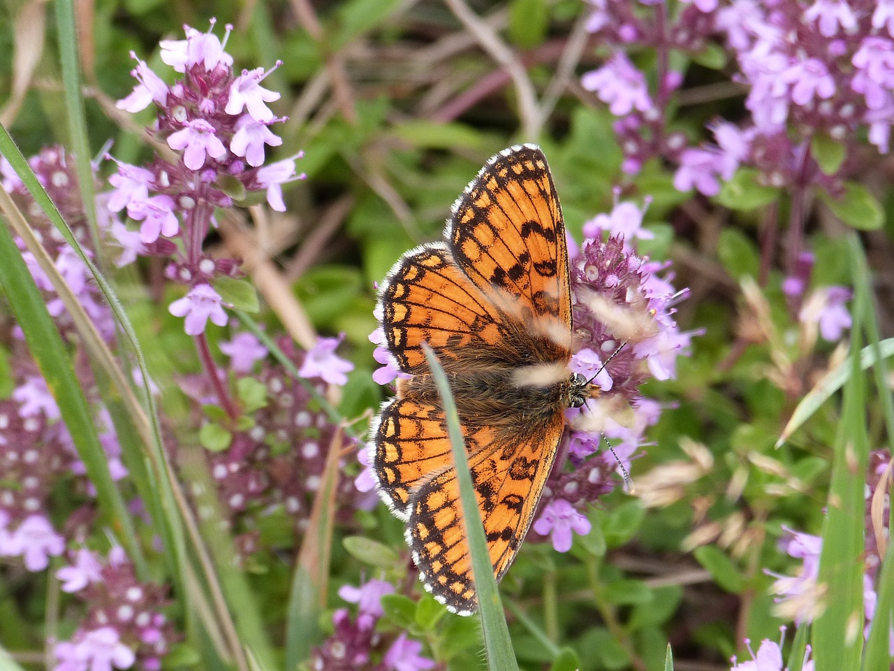 butterfly mother-of-thyme nature free photo