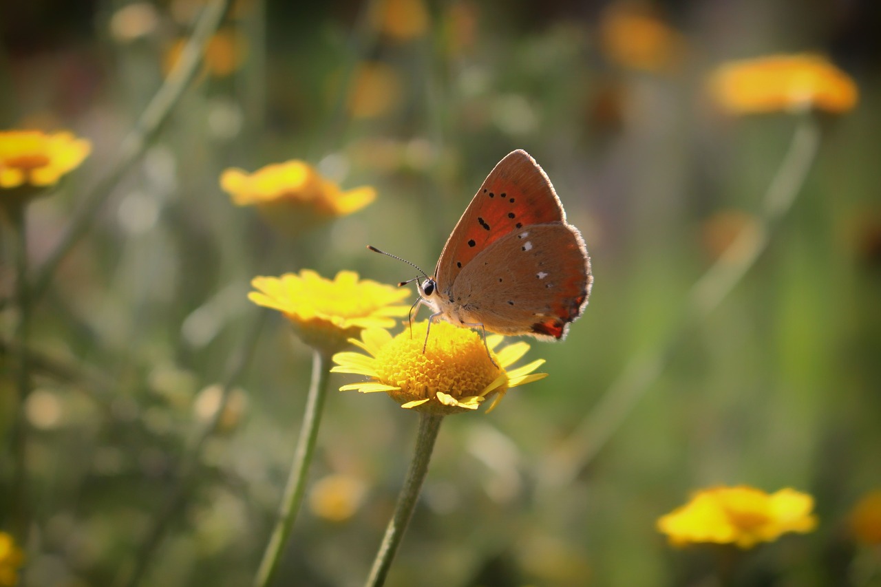 butterfly nature macro free photo