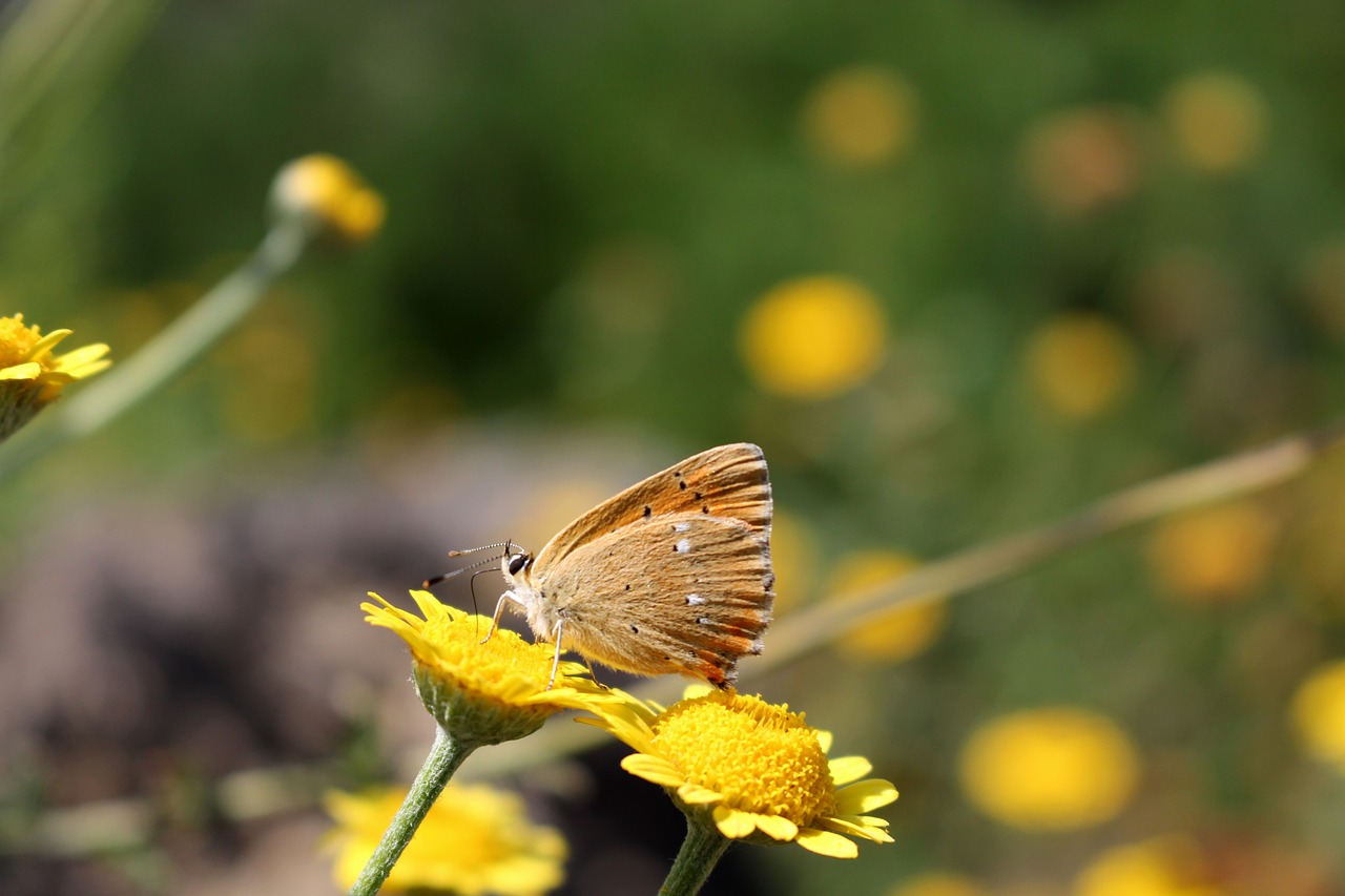 butterfly nature macro free photo