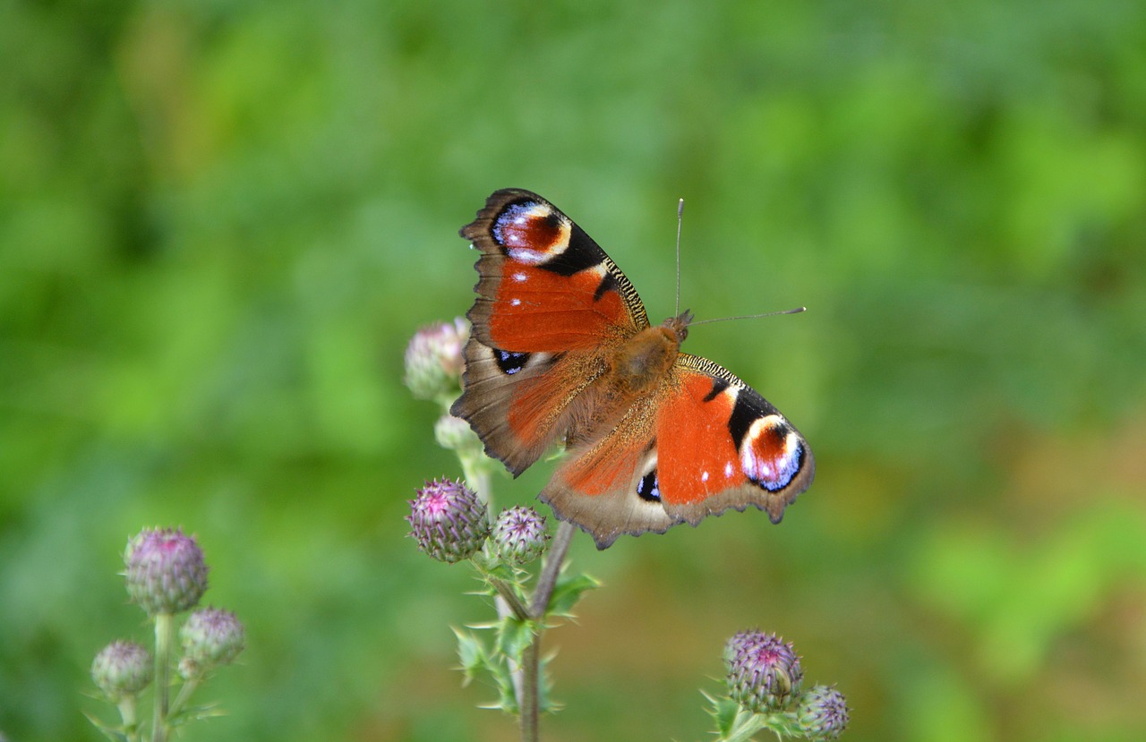 butterfly nature flight free photo