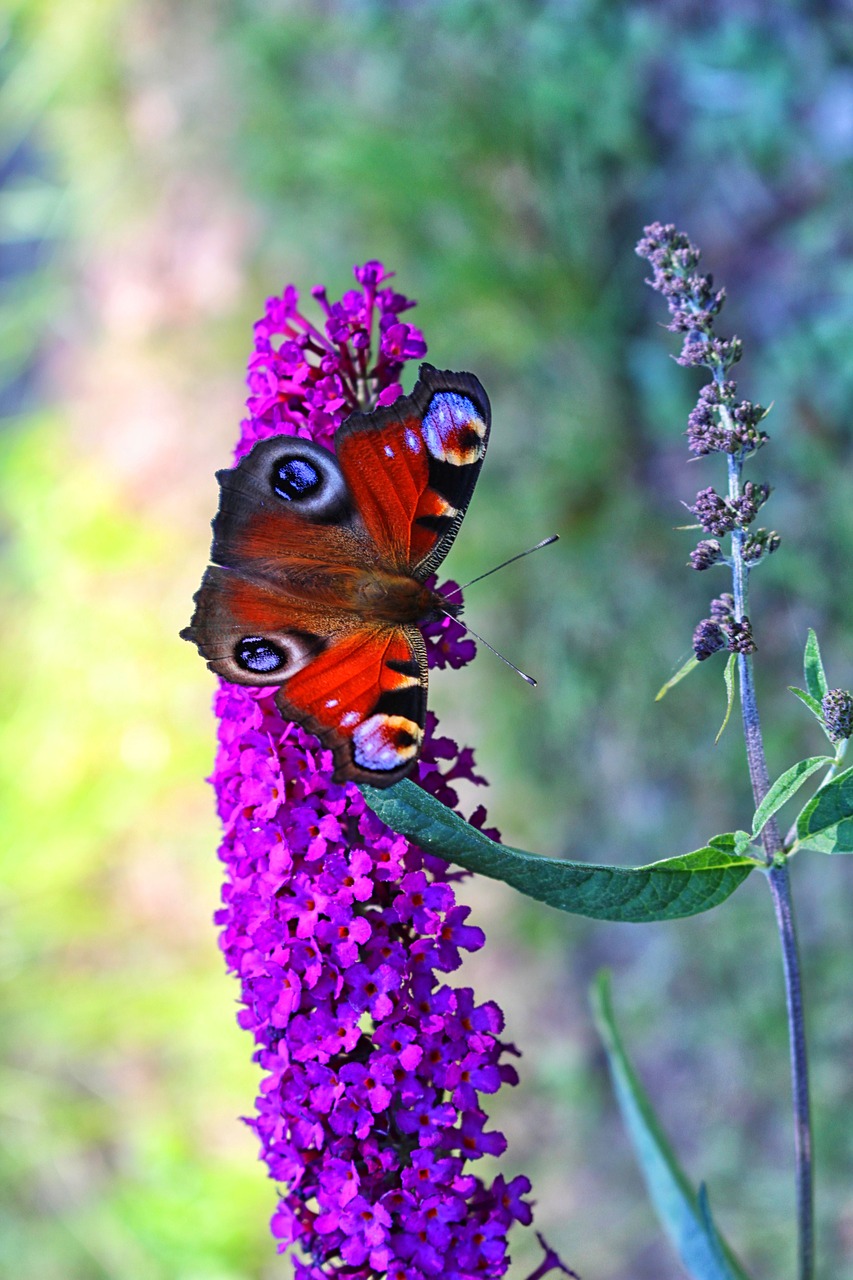 butterfly kid stories butterfly bush free photo