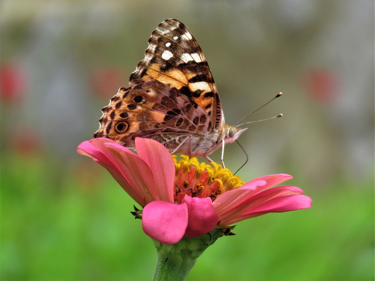 butterfly butterfly on flower butterfly feeding free photo